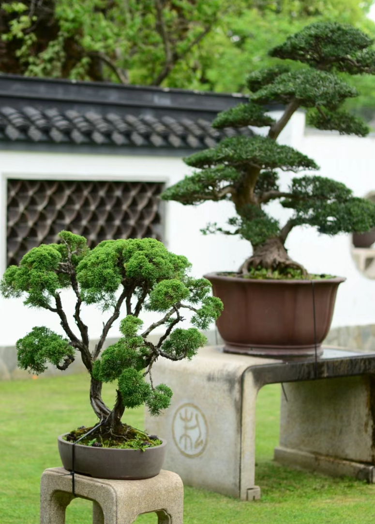 心在南湖 更有年味 | 第一届南湖游园会即将“龙”重登场 心在南湖 更有年味 | 第一届南湖游园会即将“龙”重登场